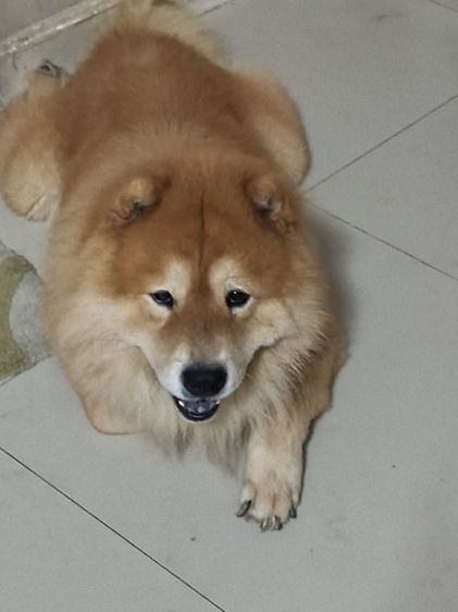 เชาเชา (Chow Chow) ใหญ่ เชาว์ เชาว์ หาบ้าน