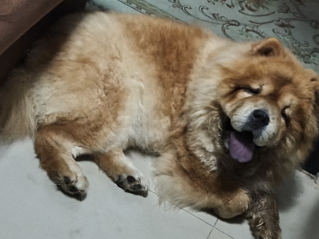 เชาเชา รูปที่ 5