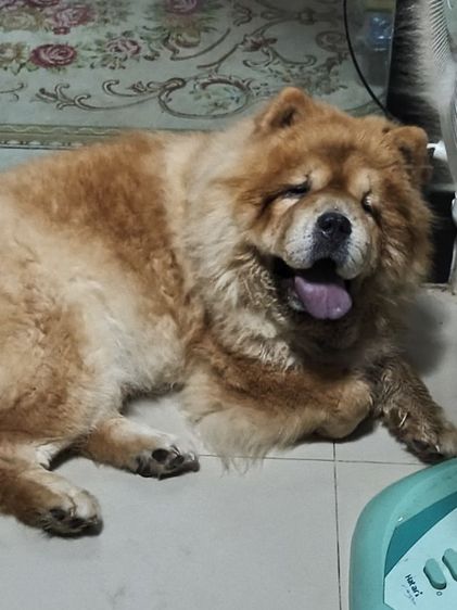 เชาเชา รูปที่ 3