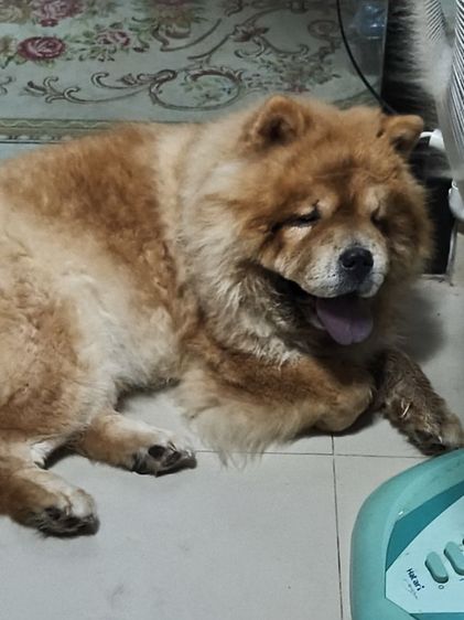 เชาเชา รูปที่ 4