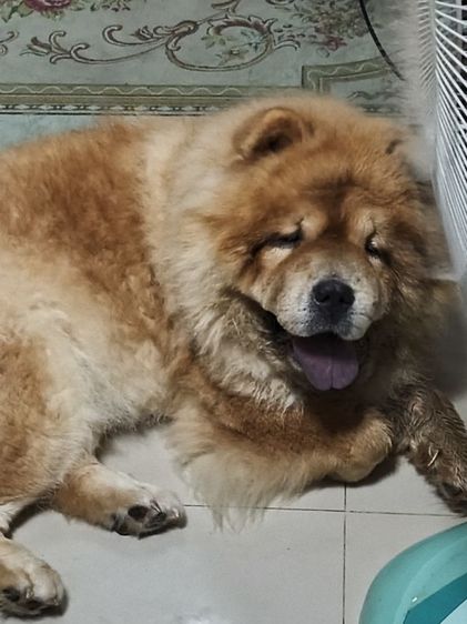 เชาเชา รูปที่ 2