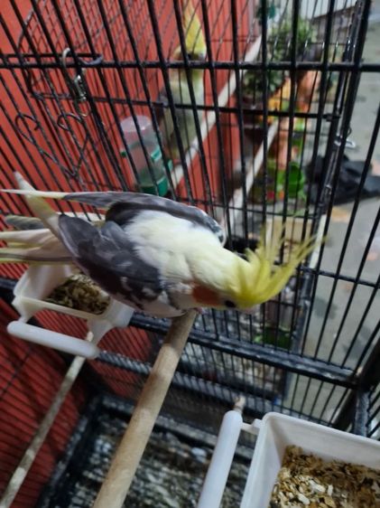 นกคอกคาเทล รูปที่ 15