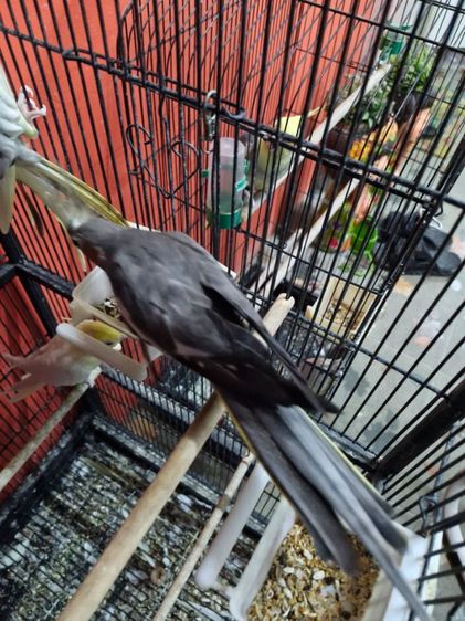 นกคอกคาเทล รูปที่ 8