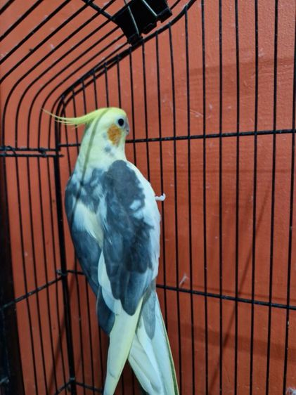 นกคอกคาเทล รูปที่ 2