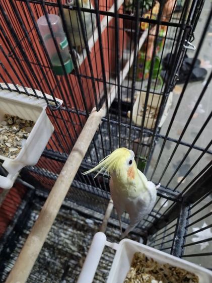 นกคอกคาเทล รูปที่ 18