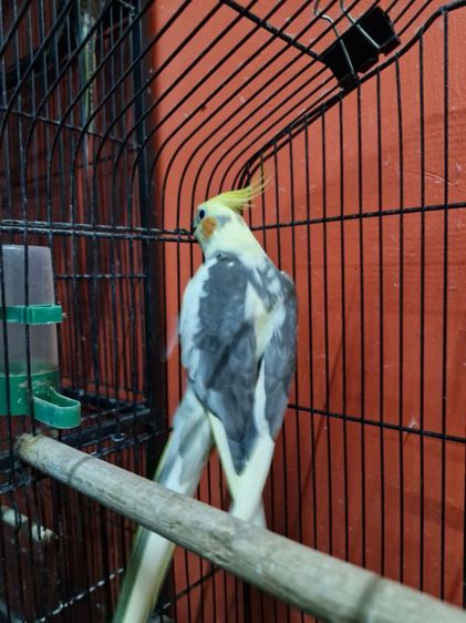 นกคอกคาเทล