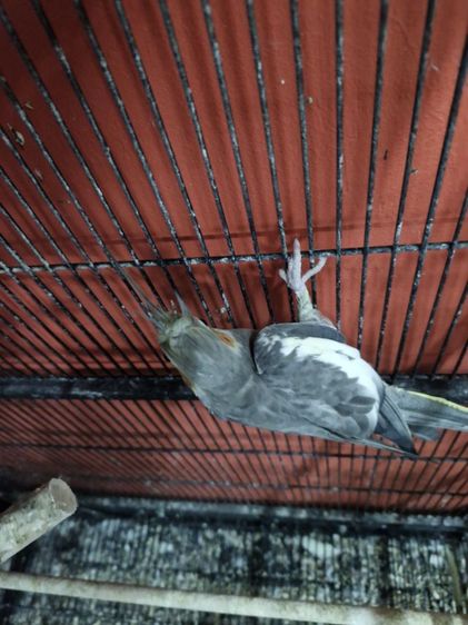 นกคอกคาเทล รูปที่ 14