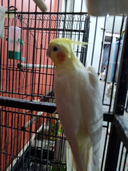 นกคอกคาเทล รูปที่ 5