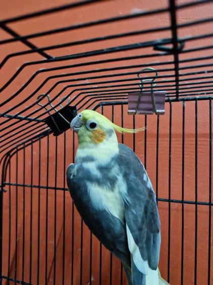 นกคอกคาเทล รูปที่ 4