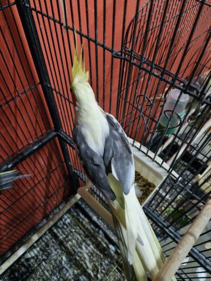 นกคอกคาเทล รูปที่ 13