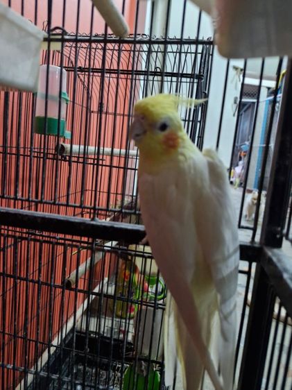 นกคอกคาเทล รูปที่ 6