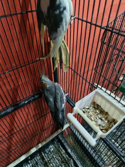 นกคอกคาเทล รูปที่ 11