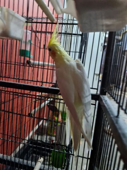 นกคอกคาเทล รูปที่ 16