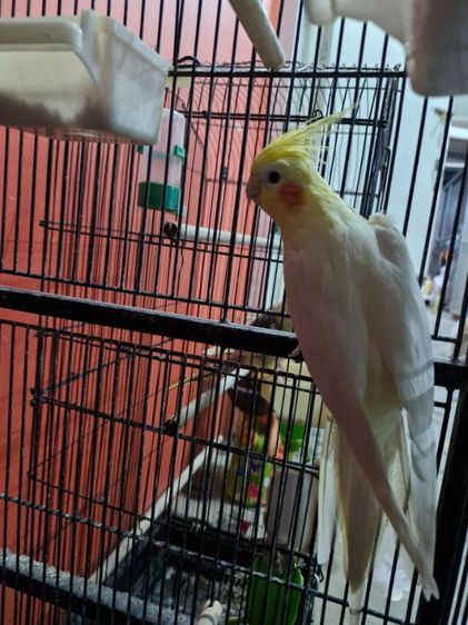 นกคอกคาเทล รูปที่ 7