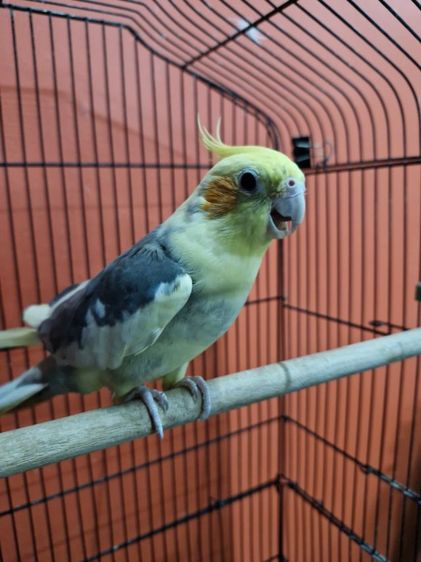 นกคอกคาเทล รูปที่ 3