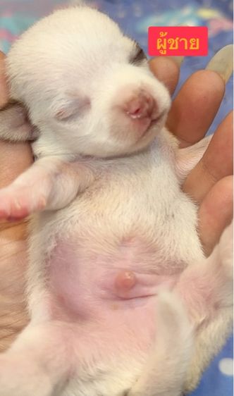 ชิวาวา รูปที่ 4