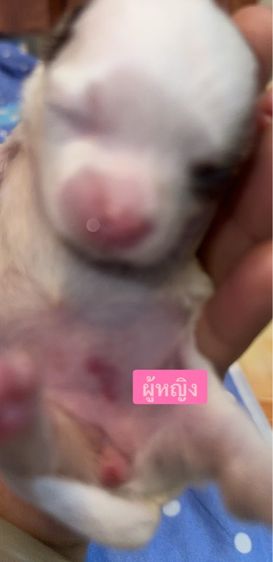 ชิวาวา รูปที่ 3