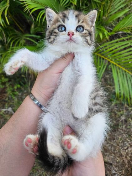 สก็อตติช รูปที่ 3