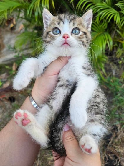 สก็อตติช รูปที่ 2