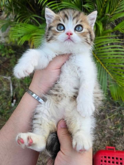 สก็อตติช รูปที่ 4