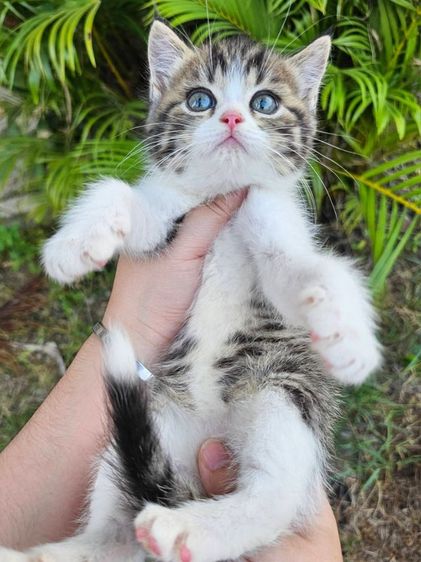 สก็อตติช