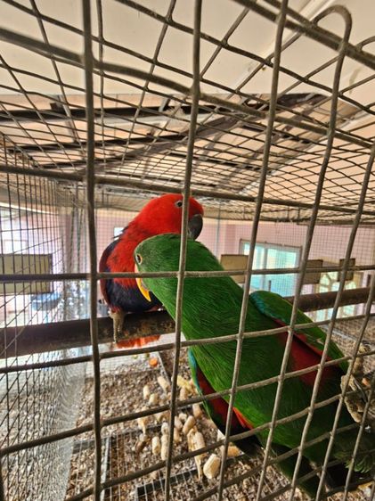 อิเลคตัส คู่ผู้เมีย พร้อมทำ รูปที่ 6