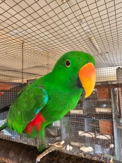 อิเลคตัส คู่ผู้เมีย พร้อมทำ รูปที่ 2