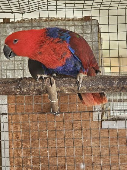 อิเลคตัส คู่ผู้เมีย พร้อมทำ รูปที่ 8