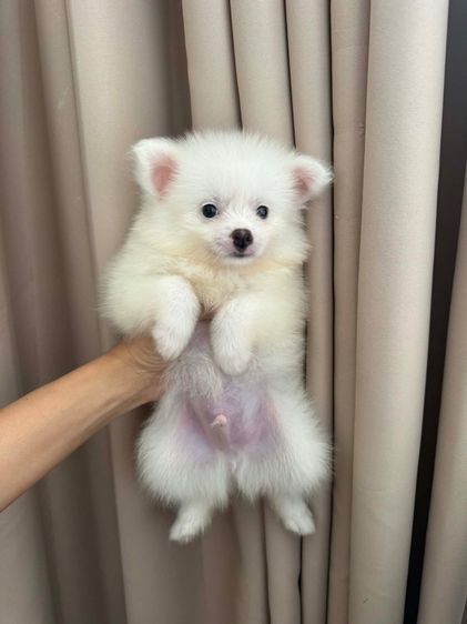 ปอมแท้ราคาถูก รูปที่ 2