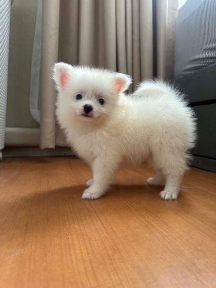 ปอมเมอเรเนียน (Pomeranian) เล็ก ปอมแท้ราคาถูก