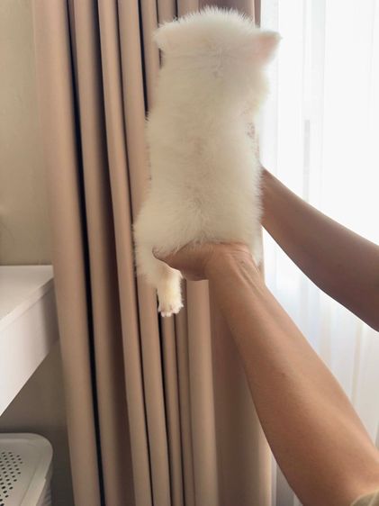 ปอมแท้ราคาถูก รูปที่ 3