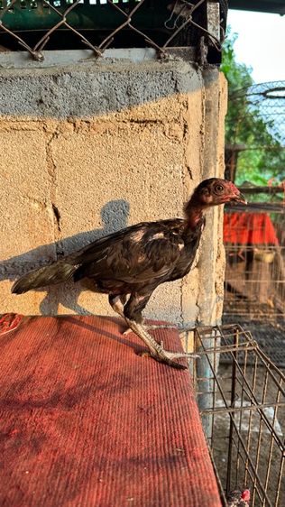 ลูกไก่จักริน 100 รูปที่ 12