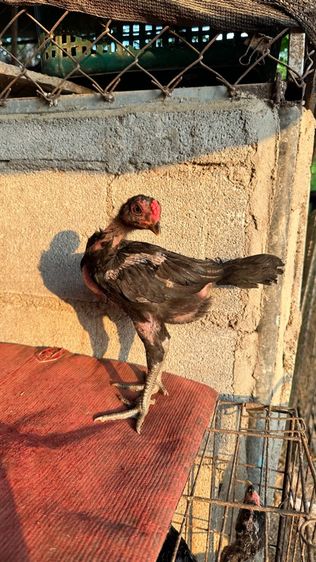 ลูกไก่จักริน 100 รูปที่ 3