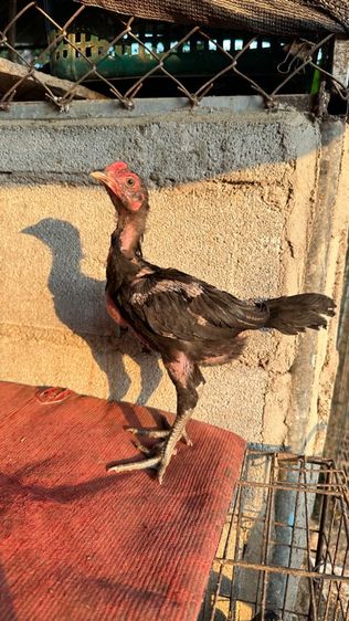 ลูกไก่จักริน 100 รูปที่ 4