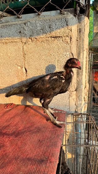 ลูกไก่จักริน 100 รูปที่ 11