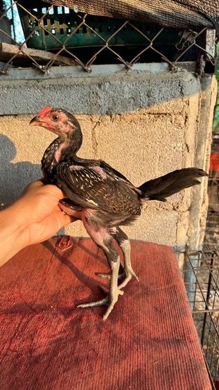 ลูกไก่จักริน 100 รูปที่ 6