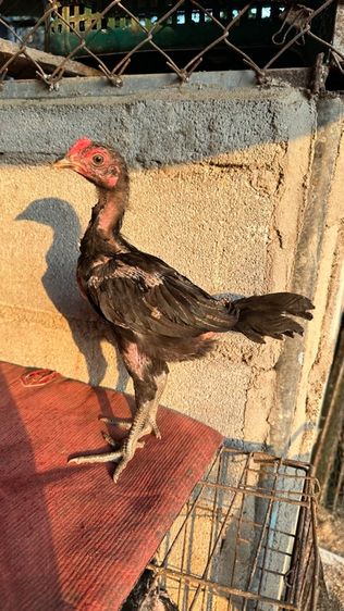 ลูกไก่จักริน 100 รูปที่ 5