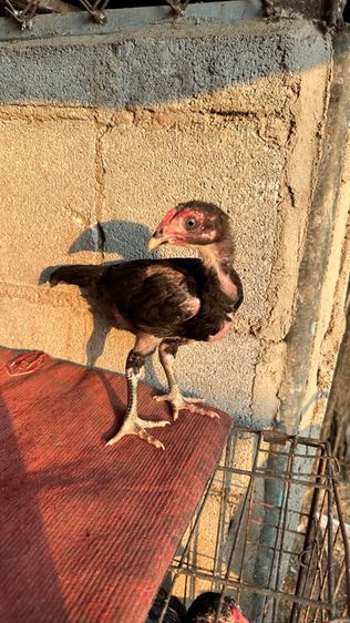 ลูกไก่จักริน 100 รูปที่ 9