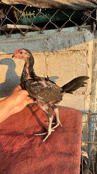 ลูกไก่จักริน 100 รูปที่ 8