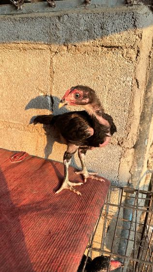 ลูกไก่จักริน 100 รูปที่ 10