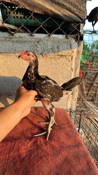 ลูกไก่จักริน 100 รูปที่ 7