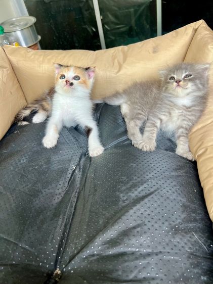 สก๊อตติช รูปที่ 7