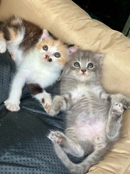 สก๊อตติช รูปที่ 4