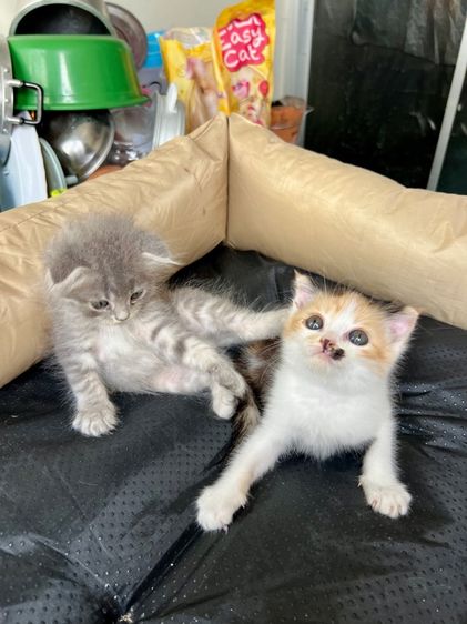 สก๊อตติช รูปที่ 6