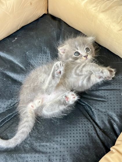 สก็อตติช โฟลด์ (Scottish Fold) สก๊อตติช