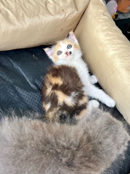 สก๊อตติช รูปที่ 9