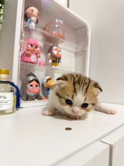 สก็อตติชโฟลด์ เพศเมีย รูปที่ 7