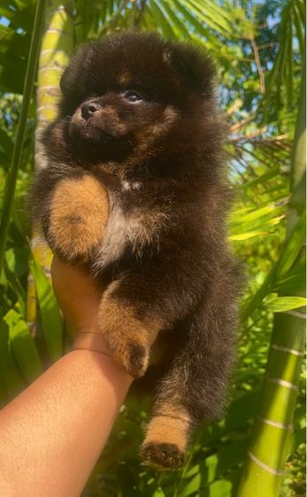 ปอมแท้ รูปที่ 2