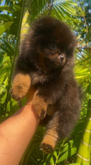 ปอมแท้ รูปที่ 3