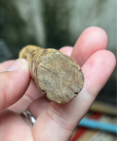 ปลัดขิกไม้ รูปที่ 5